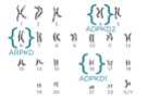 PKD chromosomes from PKD Foundation