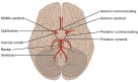 Arteries of the brain