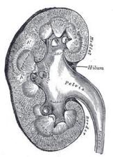 Kidney anatomical section
