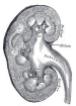 Kidney anatomical section